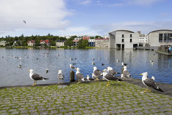 Måsarna nära en damm i centrum av reykjavik — Stockfoto