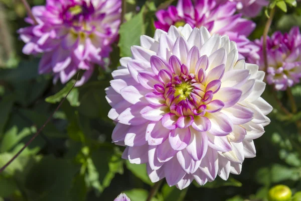 Schöner bunter Blumengarten mit verschiedenen Blumen — Stockfoto