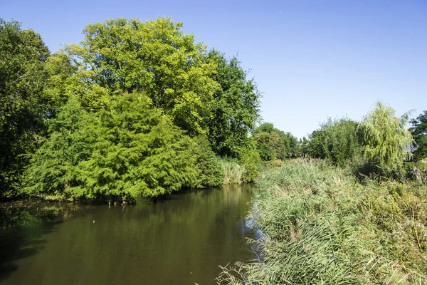 Cañas cerca del canal en el parque, Amsterdam, Países Bajos — Foto de Stock