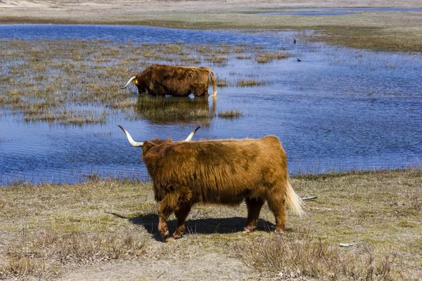 Cattle scottish Highlanders, Zuid Kennemerland, Netherlands — Stock Photo, Image