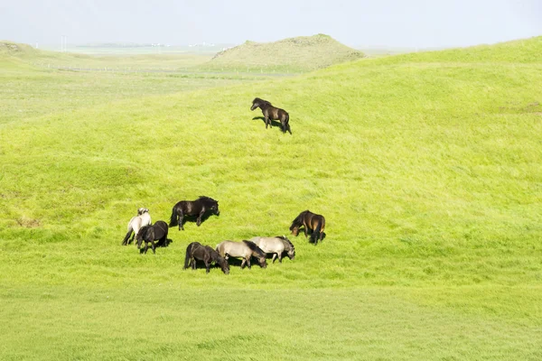 Cavalos engraçados nos campos da Islândia — Fotografia de Stock