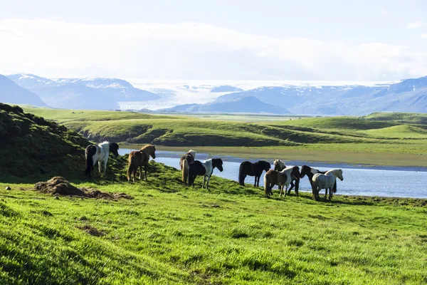 The Iceland horse, or even Icelanders Icelandic horse called, is — Stock Photo, Image