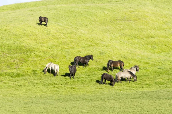 Chevaux drôles dans les champs de l'Islande — Photo