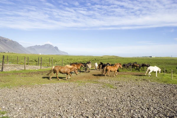 Divertenti cavalli nei campi dell'Islanda — Foto Stock