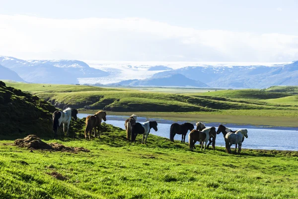 搞笑马在冰岛的字段 — 图库照片