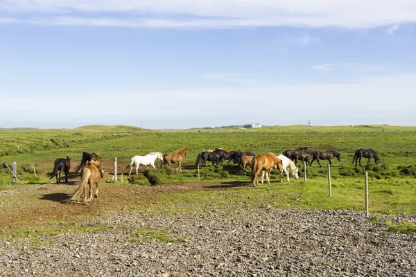 Funny horses in the fields of Iceland — Stock Photo, Image