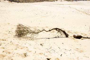 kum arka plan, milli park zuid kennemerland, Hollanda