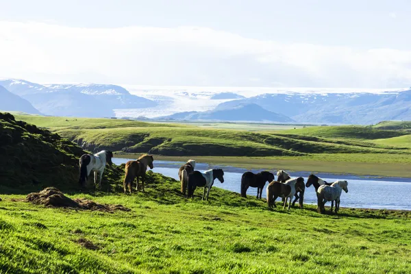 冰岛马，或者甚至冰岛冰岛马叫，是 — 图库照片