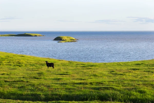 Islanda paesaggio estivo. Capra sulla costa del mare nei prati — Foto Stock