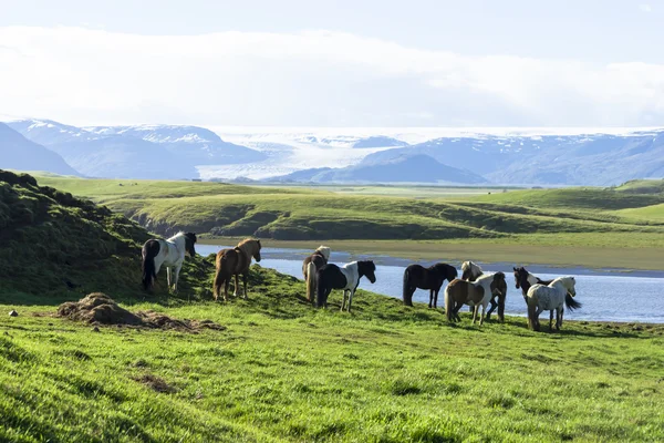 İzlanda, alanlarında komik atlar — Stok fotoğraf