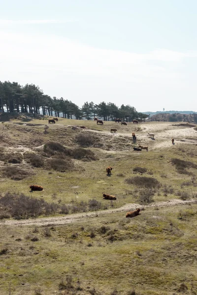 Bovins écossais Highlanders, Zuid Kennemerland, Pays-Bas — Photo