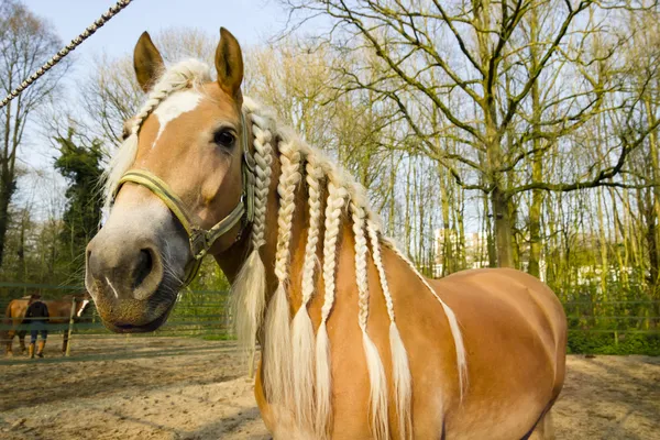 Paard met pigtails agains voorjaar achtergrond — Stockfoto