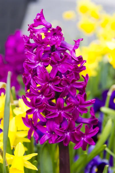 Bloeiende hyacint bloemen (hyacinthus) — Stockfoto