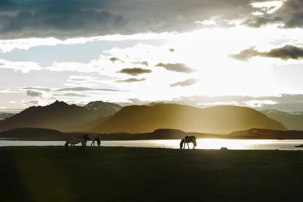 Cavalos islandeses contra a paisagem noturna de verão — Fotografia de Stock