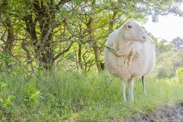 Samotna owca ciekawie patrząc w słoneczny dzień. — Zdjęcie stockowe