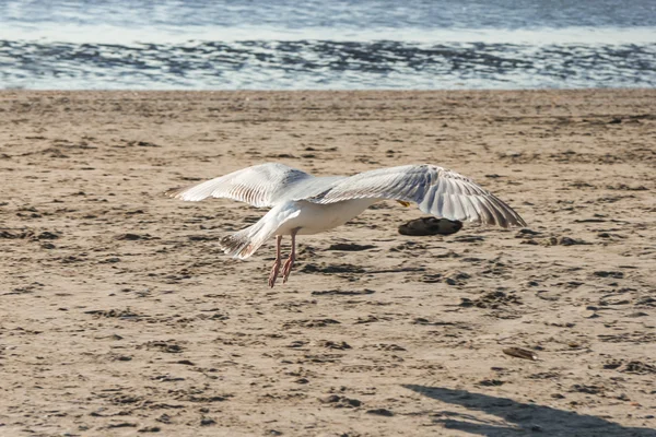 Seagull flying at the beach — Stock Photo, Image