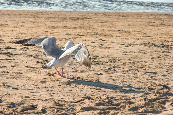 A seagull walking on the beach in the Netherland, North Sea — Stock Photo, Image