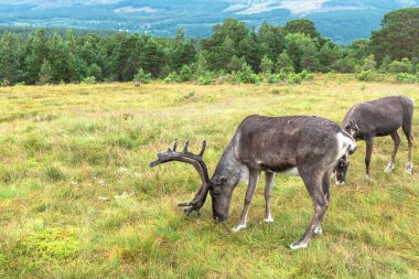 Cairngorm Geyik Çobanı İskoçya'daki Cairngorm dağlarında serbest çesitli bir geyik sürüsüdür..