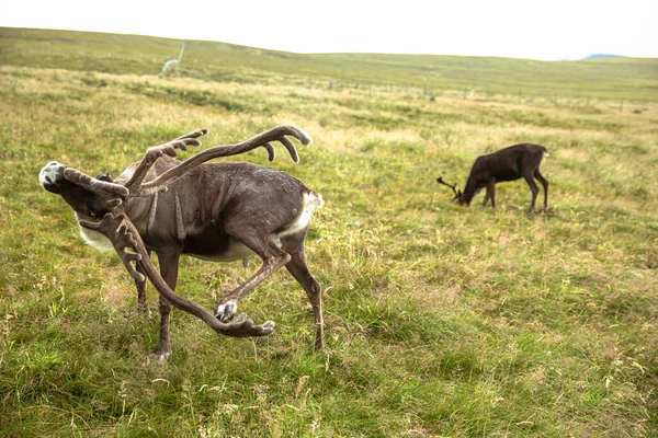 凯恩戈姆驯鹿群是苏格兰凯恩戈姆山脉的驯鹿群 — 图库照片