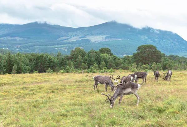 Cairngorm Reindeer Herd Free Ranging Herd Reindeer Cairngorm Mountains Scotland — Stock Photo, Image