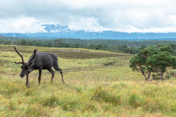Cairngorm Renbesättningen Fri Besättning Renar Cairngorm Mountains Skottland — Stockfoto