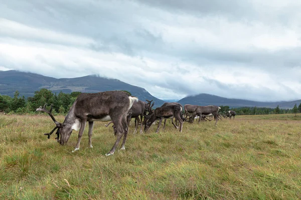 Troupeau Rennes Cairngorm Est Troupeau Rennes Liberté Dans Les Montagnes — Photo