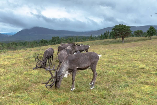 Cairngorm Reindeer Herd Una Mandria Renne Ruspanti Nelle Montagne Cairngorm — Foto Stock