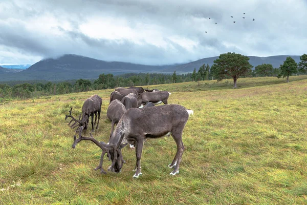 Cairngorm Reindeer Herd Free Ranging Herd Reindeer Cairngorm Mountains Scotland — Stock Photo, Image