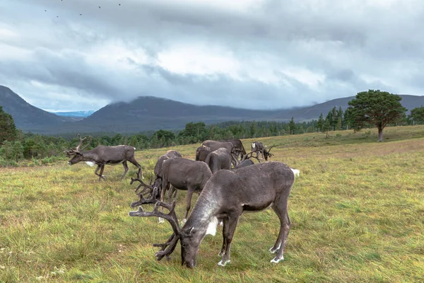 凯恩戈姆驯鹿群是苏格兰凯恩戈姆山脉的驯鹿群 — 图库照片