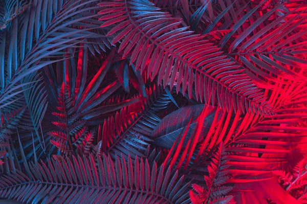 Tropical neon palm leaves in vibrant gradient  colors.