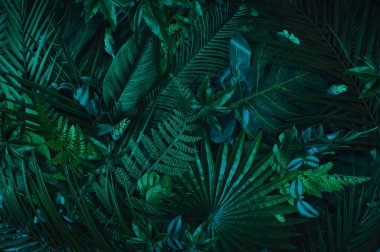 Close up nature view of green leaf and palms. Summer background abtract art with green tropical leaves.Minimal concept.