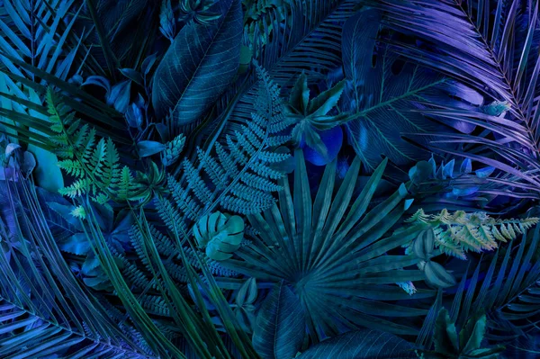 Абстрактный Тропический Фон Молодыми Зелеными Пальмовыми Листьями Квартира Неоновой Подсветкой — стоковое фото