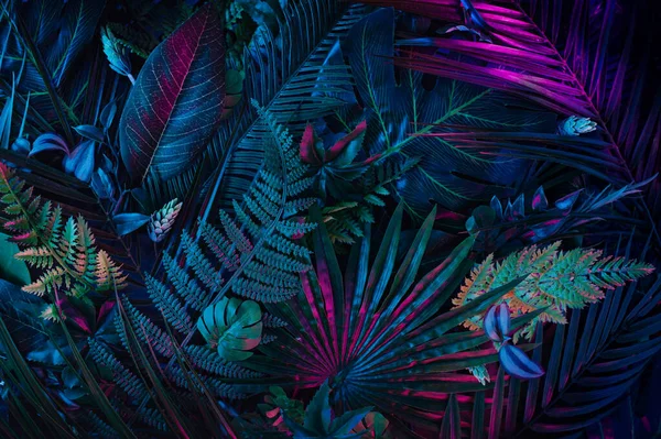 Modern Layout Installed Tropical Colorful Plants Forest Glow Dark Background 免版税图库照片