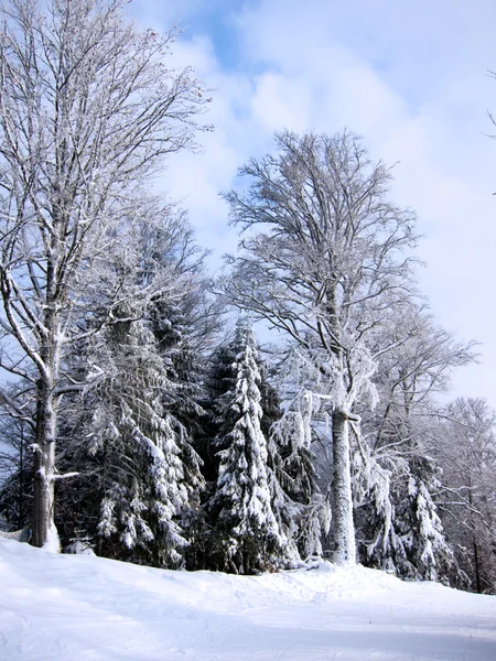 Bosque de invierno —  Fotos de Stock