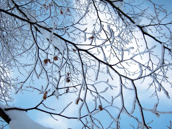 Invierno — Foto de Stock