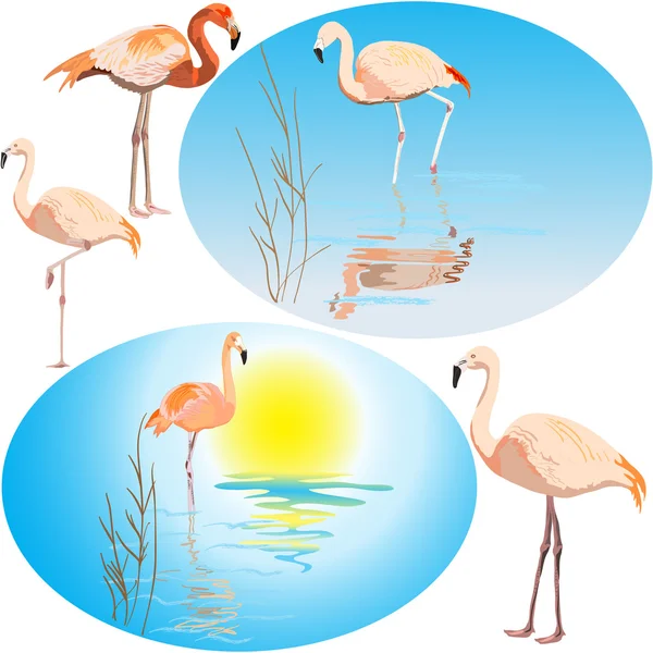 Flamingo — Stock Vector