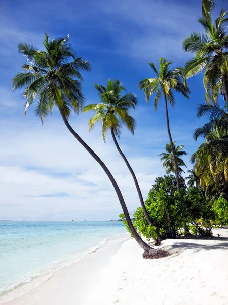 Tropical beach — Stock Photo, Image