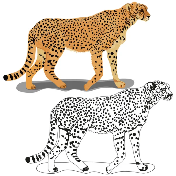 Gepard — Stockový vektor