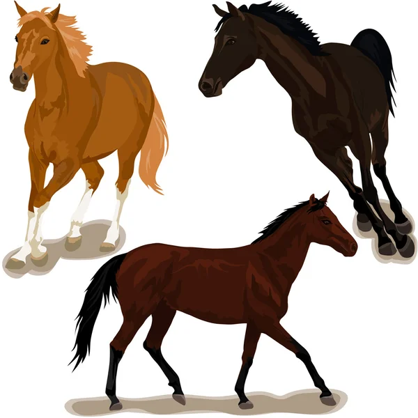 Caballos — Vector de stock