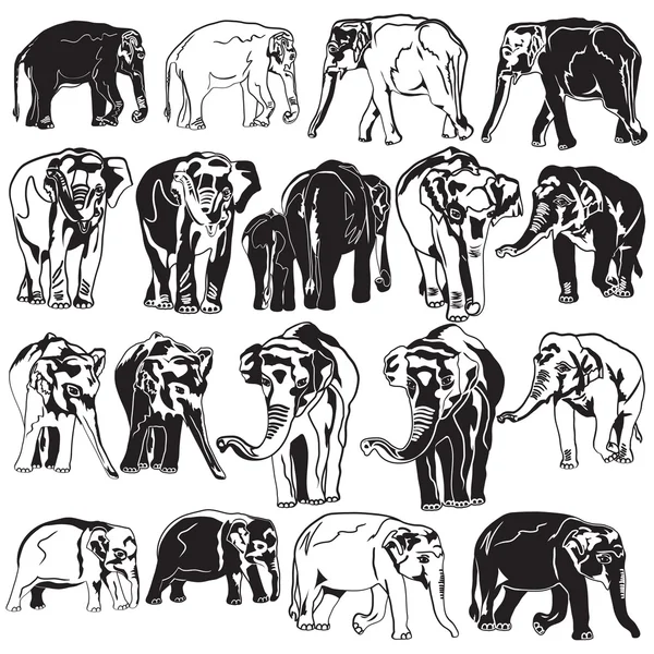 Elephants in different poses — Stock Vector