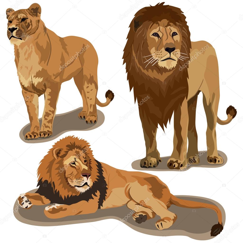 Set of lions
