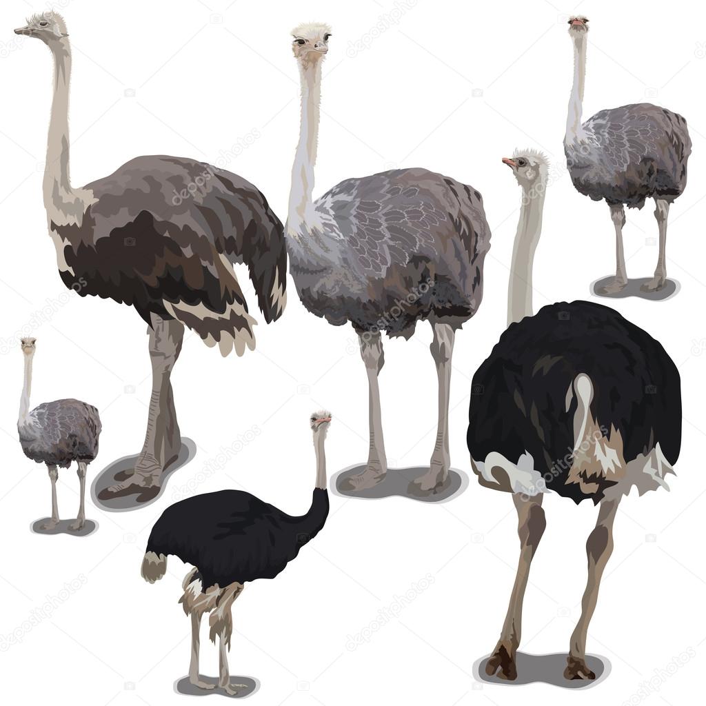 Set of ostrichs