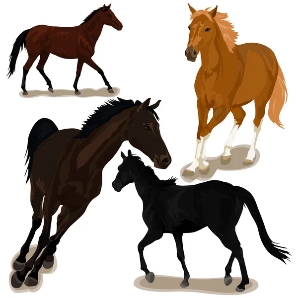 Caballos — Vector de stock