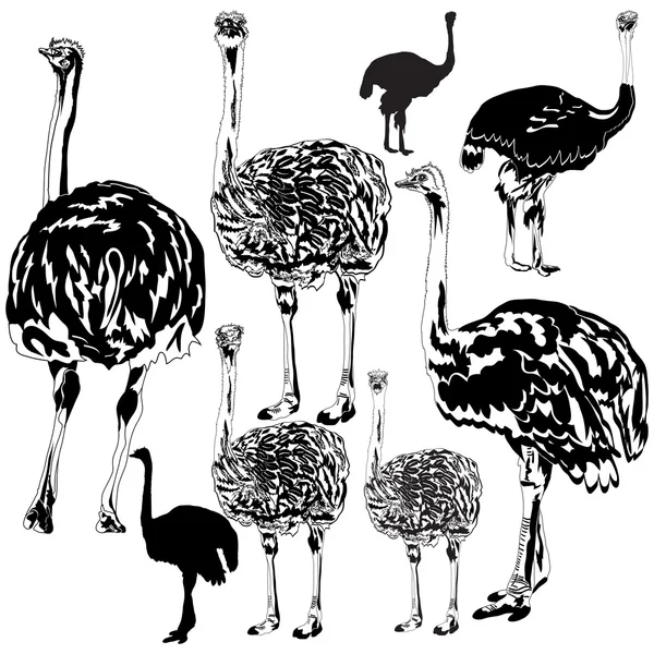 Conjunto de avestruzes —  Vetores de Stock