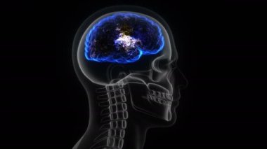 İnsan kafası, kafatası ve beyin elektriksel aktivitesinin 3D animasyonu
