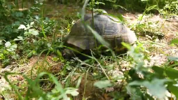 Spur Thighed Tortoise Testudo Graeca Ibera — Stock Video