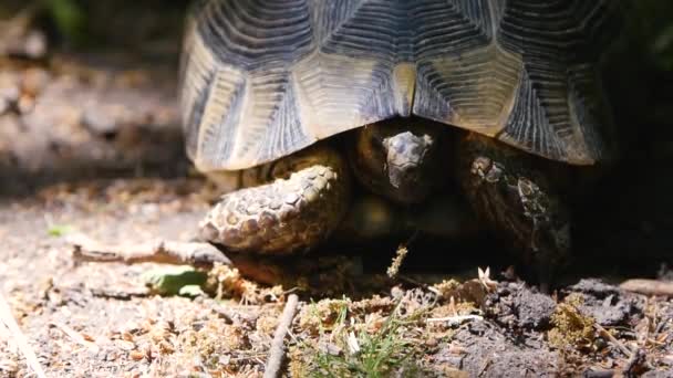 Черепаха Зважена Шпорою Тестудо Граєка Іберія — стокове відео