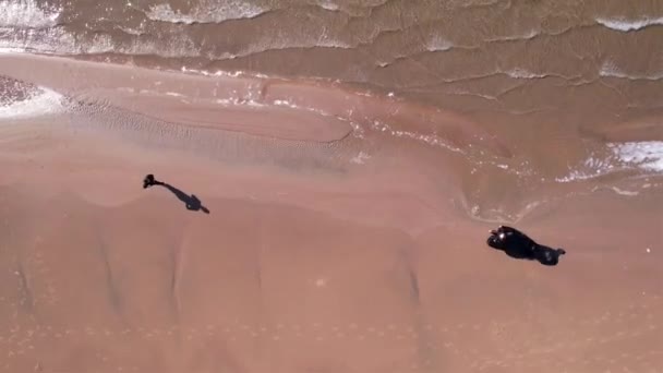 A guy and girl on beach are running to each other — Stok Video