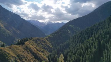 Dağ geçidi kozalaklı ağaçlarla kaplı..