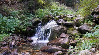 Bir dağ ormandaki küçük bir şelale.